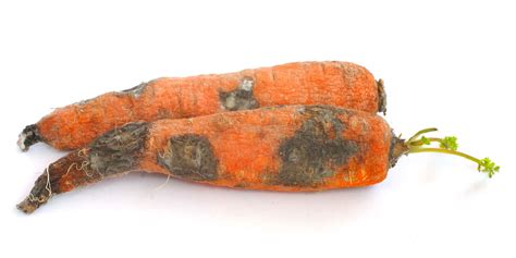 Bacterial Soft Rot Of Carrot | Greenlife | 2024 Update