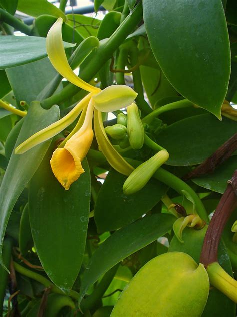 Vanilla planifolia: Growing Your Own Vanilla Bean Orchid?