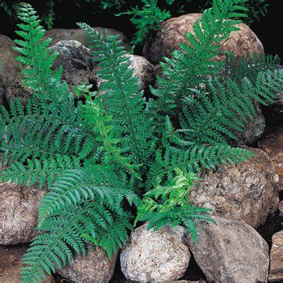 Polystichum acrostichoides- Christmas Fern