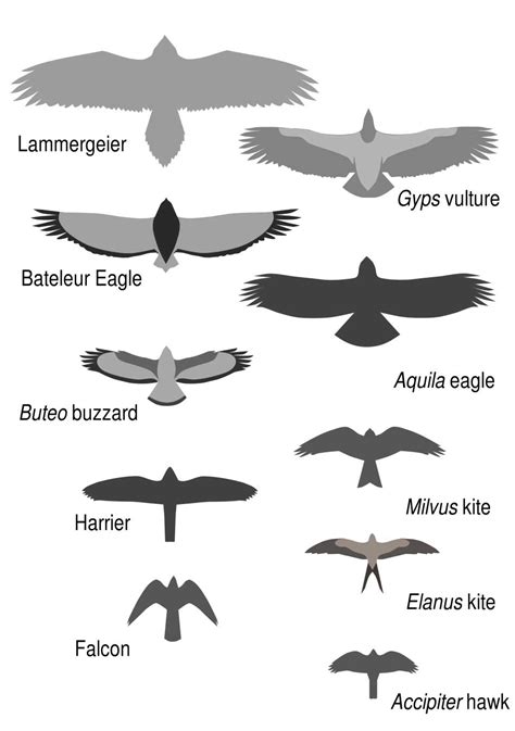 Wings Over ColoradoWings Over Colorado • Breeding Birds-of-Prey