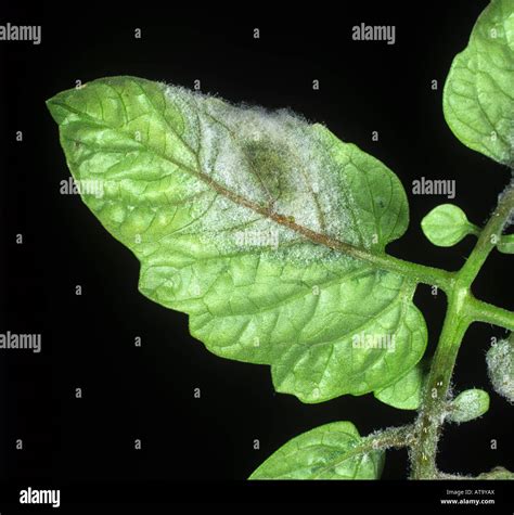 Tomato late blight Phytophthora infestans necrosis sporulation on a ...