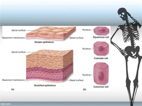 Tissue Level of Organization (Anatomy)