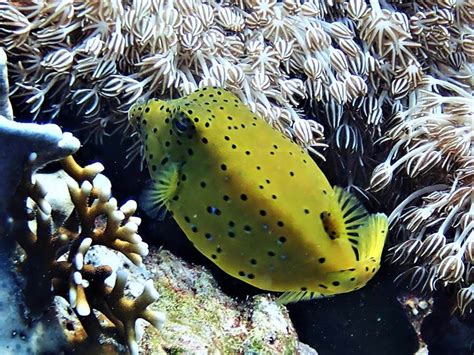 Yellow boxfish - Moalboal Reef Species