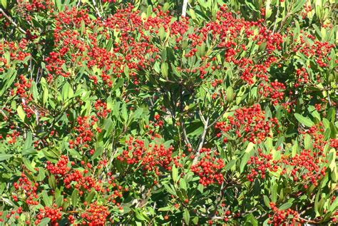 Tree Spotlight: Toyon - Canopy : Canopy