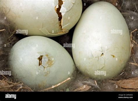 Mallard duck eggs hi-res stock photography and images - Alamy