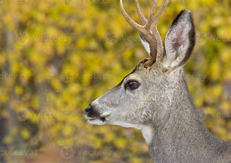 Deer in Winter 5181877 Stock Photo at Vecteezy