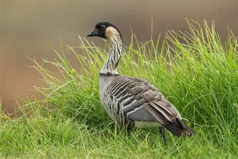 Hawaiian Goose - Facts, Size, Diet, Pictures - All Animal Facts