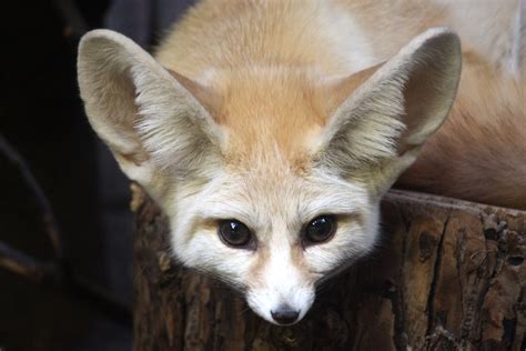 Desert fox - eye to eye | Fennec fox (Vulpes zerda) - Artis … | Flickr