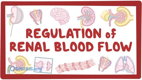 Regulation of renal blood flow: Video, Causes, & Meaning | Osmosis