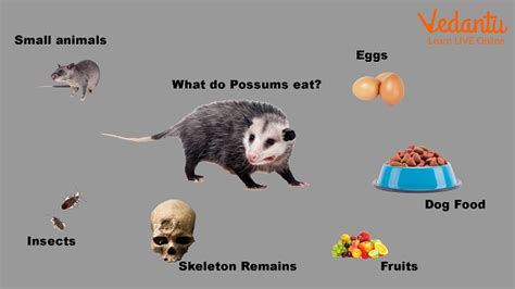 What is a Possum? | Learn Important Terms and Concepts