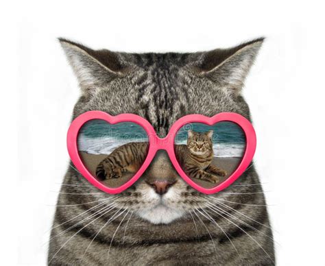 Cat in Heart-shaped Glasses Stock Photo - Image of funny, sand: 120009554