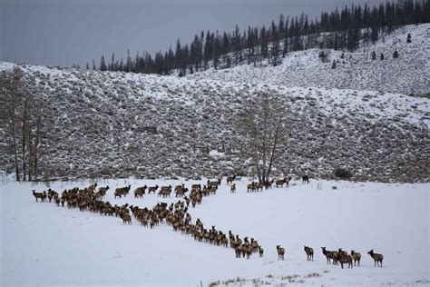 Winter-Elk-Herd-040 - C Lazy U Ranch