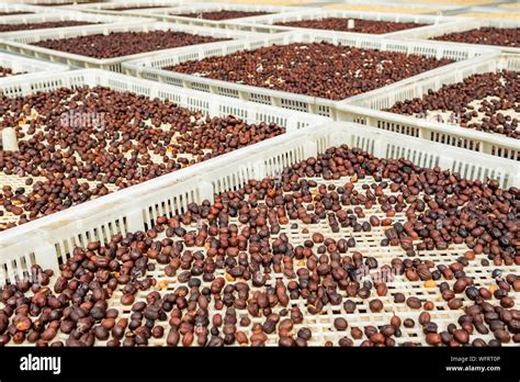 Coffee beans drying at sun Stock Photo - Alamy