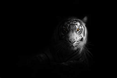 Animals, Shadow, Predator, Big Cat, Sight, Opinion, Tiger, Black And White, Black-And-White HD ...