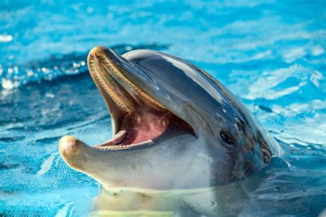 Are Dolphins Dangerous? 17 Facts That Suggest They Are