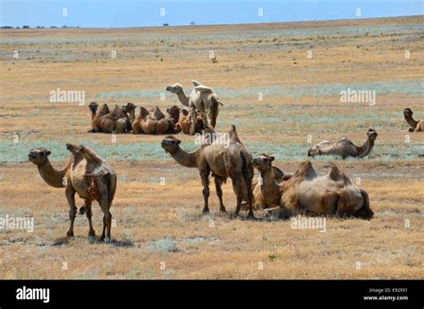 Bactrian camels Stock Photo - Alamy