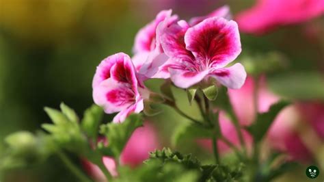 Geranium Flower Meaning: Colors, Symbolism & Spiritual