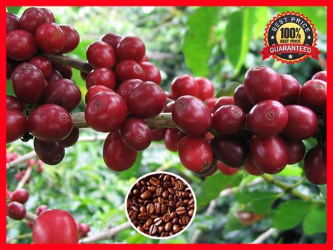 100+ Pcs Coffee Bean Plant Seeds - ARABICA COFFEE Plant (Coffea Catura Arabica) - Other Plants ...