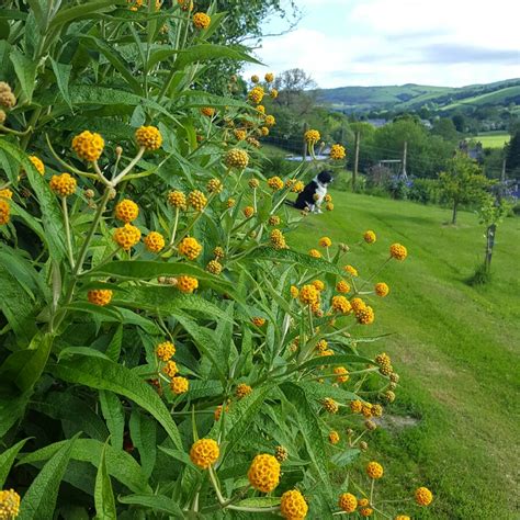 Buddleja globosa, Orange Ball Butterfly Bush - uploaded by @SylviaDavies