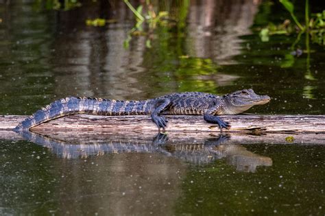 Gators In My Backyard – Travels by Toots