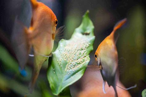 How To Tell If Angelfish Eggs Are Fertilized - Complete Breeding Guide