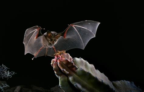 Fun Bat Facts - Merlin Tuttle's Bat Conservation