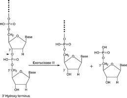 Exonuclease III buffered aqueous glycerol solution | 9037-44-9 | Sigma-Aldrich