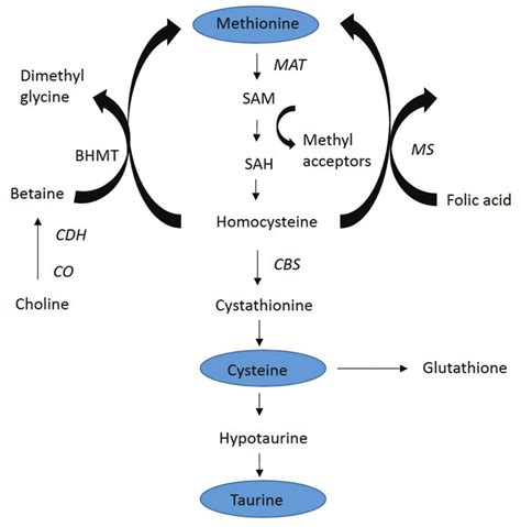 Schematic Figure of methionine pathways producing cysteine and taurine... | Download Scientific ...