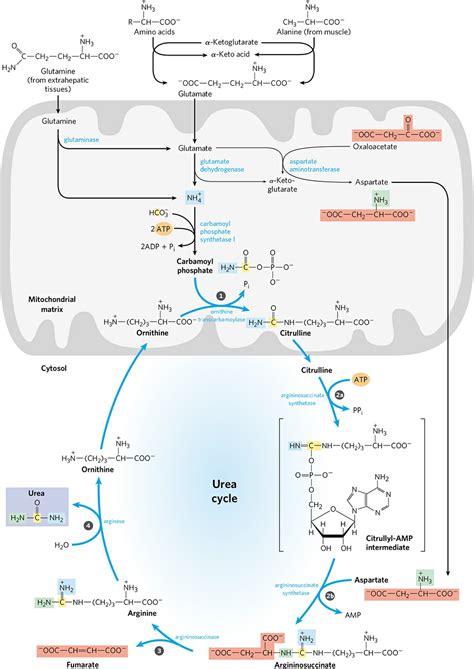 Nitrogen excretion through Urea cycle and associated disorders - Online Science Notes