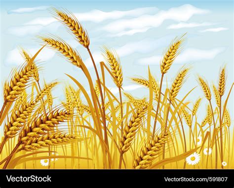 Wheat in field Royalty Free Vector Image - VectorStock