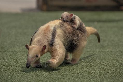 San Diego Zoo Safari Park Welcomes Baby Tamandua Anteater