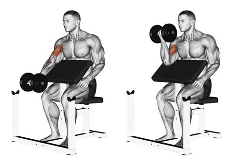 What is a bicep preacher curl? (A guide for bodybuilders)