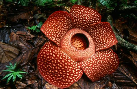 Our Green Planet - Resplendent rafflesia reigns supreme | Fauna & Flora