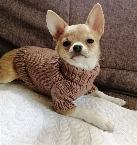 Chihuahua clothes Puppy clothes Chihuahua sweater XXS dog | Etsy