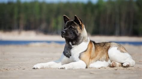 The Akita Breed Guide: Personality, History, Training, Food, and More - The Farmer's Dog