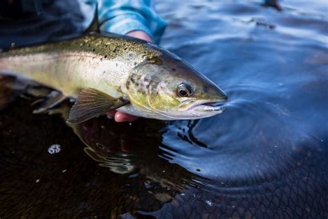 Atlantic Salmon Fly Fishing — Ledges Inn