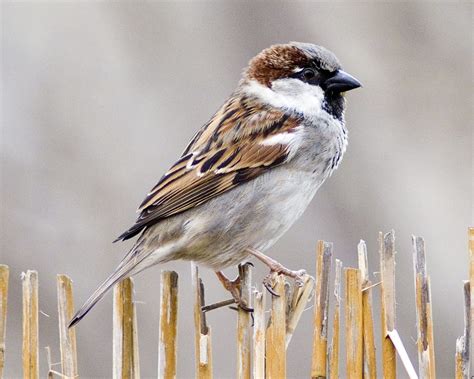 House Sparrow - BirdWatch Ireland