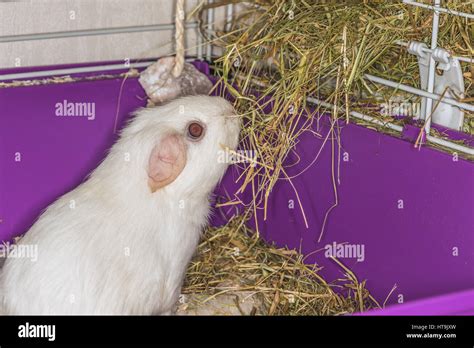 White guinea pig eating hay Stock Photo - Alamy