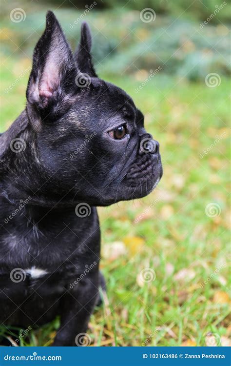 Cucciolo Nero Del Bulldog Francese Fotografia Stock - Immagine di ...