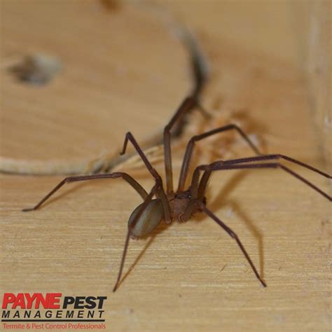 The Most Dangerous Spiders In North America - Payne Pest | Pest ...