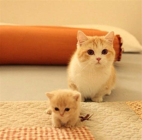 Fluffy Munchkin Cats! : r/aww