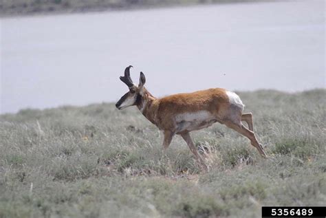 pronghorn antelope (Antilocapra americana)