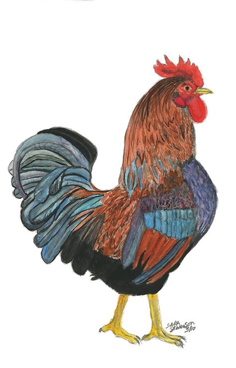 Red Rooster Painting by Sara Stevenson | Fine Art America