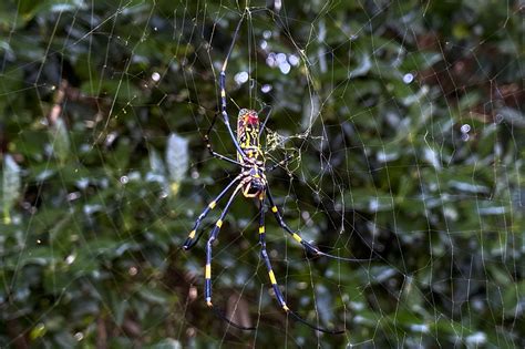 Large, colorful Joro spider takes hold in Georgia, sends humans scurrying – WABE