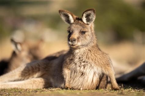 Premium Photo | Close up of a beautiful kangaroo in the nsw australian bush australian native ...