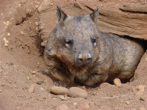 The Creature Feature: 10 Fun Facts About Wombats | WIRED