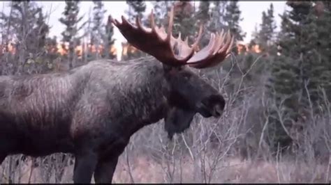 Bull Moose Fight Blocks Road In Alaska