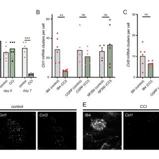 Neuropathy-induced mechanical allodynia correlates with decreased Cirl1... | Download Scientific ...