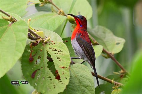 Crimson Sunbird – Joys of Birding