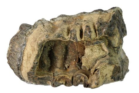 4.8" Partial, Fossil Stegodon Molar - Indonesia For Sale (#148199 ...